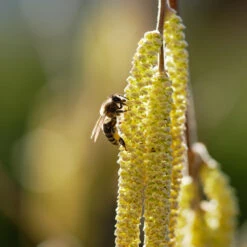York Filbert Hazelnut 13 York Filbert Hazelnut -Plant Seed Store York Hazelnut 2