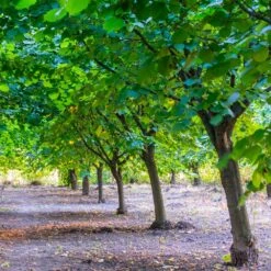 York Filbert Hazelnut 11 York Filbert Hazelnut -Plant Seed Store York Hazelnut 4