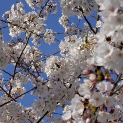 Yoshino Cherry Tree -Plant Seed Store Yoshino Cherry 4 FGT