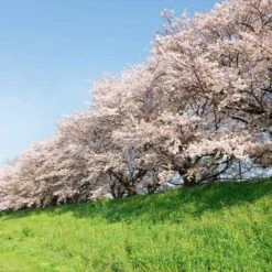 Yoshino Cherry Tree -Plant Seed Store Yoshino Cherry 7 FGT