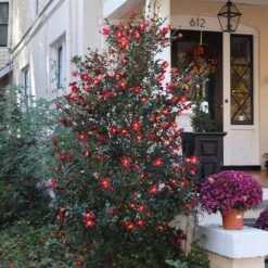 Yuletide Camellia -Plant Seed Store Yuletide Camellia 4 BB