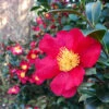 Yuletide Camellia -Plant Seed Store Yuletide Camellia FGT 600x600 d8764a37 d843 46db 86b7 92ef75364cf1