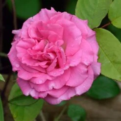 Zephirine Drouhin Climbing Rose -Plant Seed Store Zephirine Drouhin Rose 1 FGT