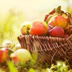 Zestar Apple Tree -Plant Seed Store Zestar Apple 2