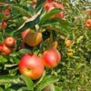 Zestar Apple Tree -Plant Seed Store Zestar Apple FGT 600x600 33124e32 4de1 4553 9173 3ff4b1b2002f