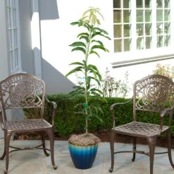 Condo Mango Tree -Plant Seed Store condo mango 1