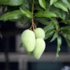 Condo Mango Tree -Plant Seed Store condo mango 600x600 78f70aab f677 45c3 b32a 604c0ee8186d