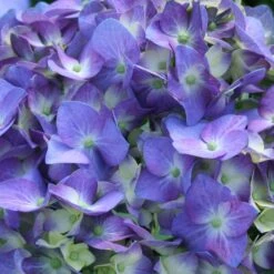 Let's Dance® Blue Jangles Hydrangea Shrub -Plant Seed Store hydrangea lets dance blue jangles 3