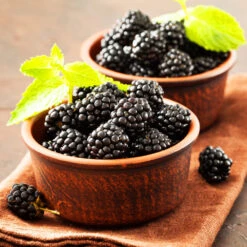 Kiowa Blackberry Bush 9 Kiowa Blackberry Bush -Plant Seed Store kiowa blackberry 3