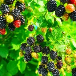 Kiowa Blackberry Bush 8 Kiowa Blackberry Bush -Plant Seed Store kiowa blackberry 4