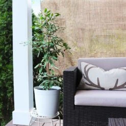 Miracle Berry Plant 10 Miracle Berry Plant -Plant Seed Store mIRACLE bERRY 4 FGT