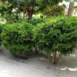 Miracle Berry Plant 11 Miracle Berry Plant -Plant Seed Store mIRACLE bERRY 6