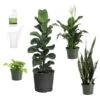New Apartment House Plant Kit 2 New Apartment House Plant Kit -Plant Seed Store new apartment 600x600 69fe138b a539 4040 9046 311493f7657f