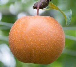 Olympic Giant Asian Pear Tree 7 Olympic Giant Asian Pear Tree -Plant Seed Store olympic pear1 MAIN