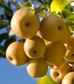 Olympic Giant Asian Pear Tree 8 Olympic Giant Asian Pear Tree -Plant Seed Store olympic pear 450
