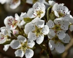 Olympic Giant Asian Pear Tree 9 Olympic Giant Asian Pear Tree -Plant Seed Store olympic pear 450 1