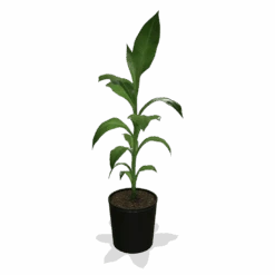 Cold Hardy Banana Tree -Plant Seed Store products 0759c65d 800b 498b b0a2 d9fb8d8c790e