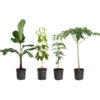 Smoothie Kit 2 Smoothie Kit -Plant Seed Store smoothie kit 600x600 82e2bc14 252b 4b01 ba89 0540d7ba073b