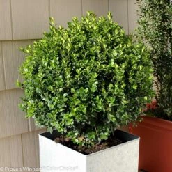 Sprinter® Boxwood Shrub -Plant Seed Store sprinter boxwood 2 FGT