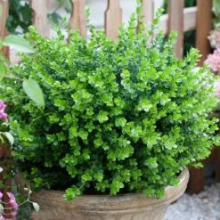 Sprinter® Boxwood Shrub -Plant Seed Store sprinter boxwood 3