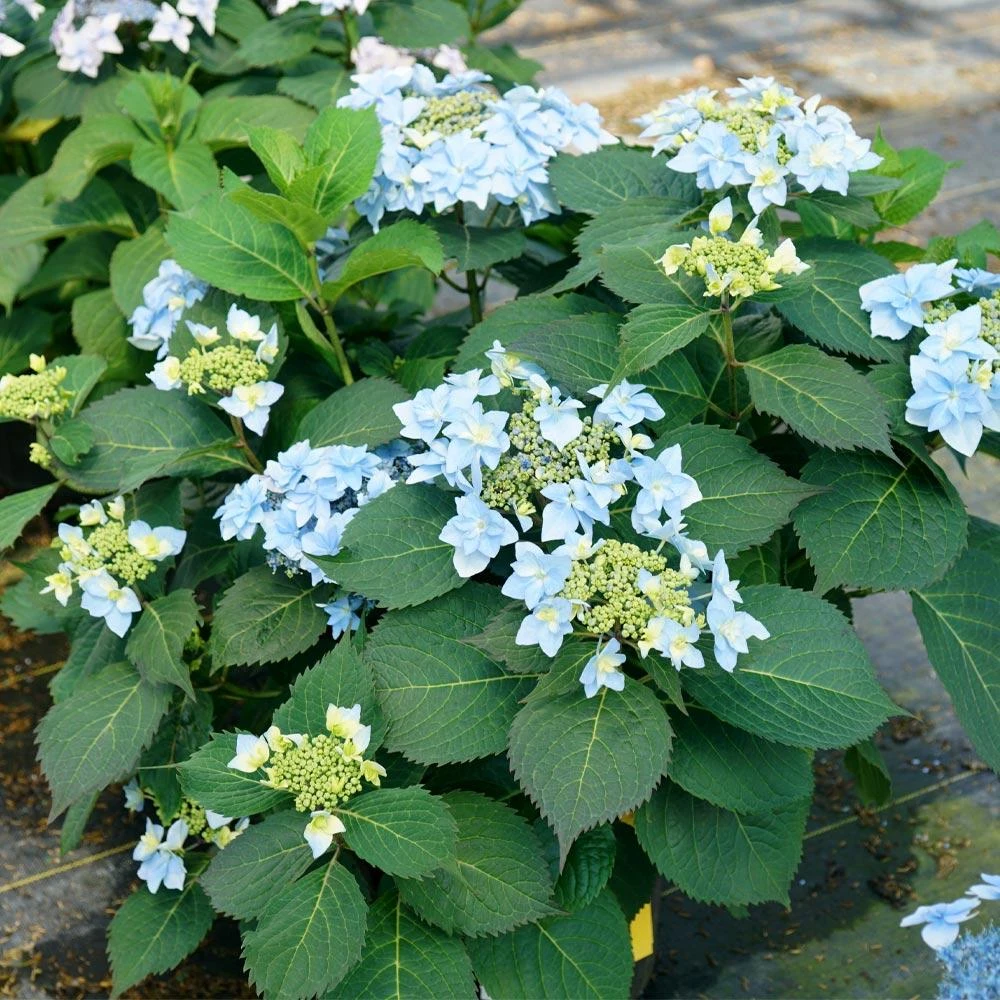 Tuff Stuff Ah-Ha® Hydrangea Shrub 7 Tuff Stuff Ah-Ha® Hydrangea Shrub - Image 5
