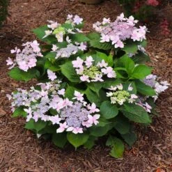 Tuff Stuff Ah-Ha® Hydrangea Shrub 14 Tuff Stuff Ah-Ha® Hydrangea Shrub -Plant Seed Store tuff stuff ah ha hydrangea 7 FGT