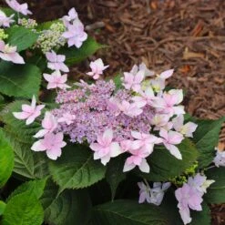 Tuff Stuff Ah-Ha® Hydrangea Shrub 15 Tuff Stuff Ah-Ha® Hydrangea Shrub -Plant Seed Store tuff stuff ah ha hydrangea 8
