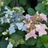 Tuff Stuff Ah-Ha® Hydrangea Shrub 1 Tuff Stuff Ah-Ha® Hydrangea Shrub -Plant Seed Store tuff stuff ah ha hydrangea FGT 600x600 390b118f f30b 4b65 9713 c5642e03702f