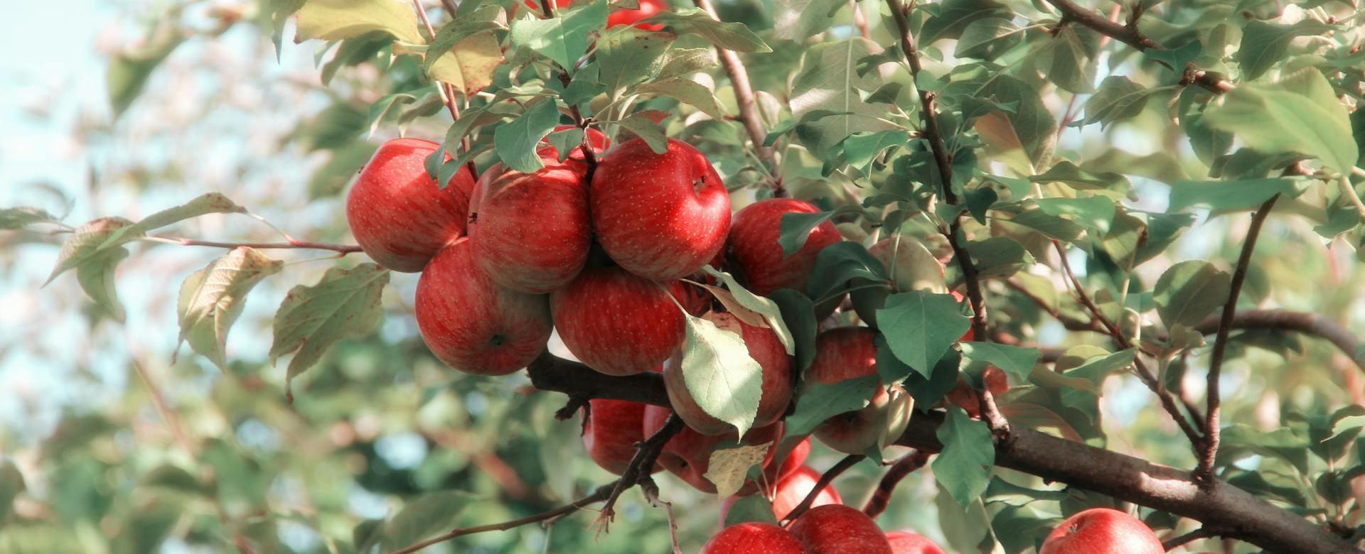 Plant Seed Store 26 Plant Seed Store -Plant Seed Store pexels elizabeth tr armstrong 128038 635705