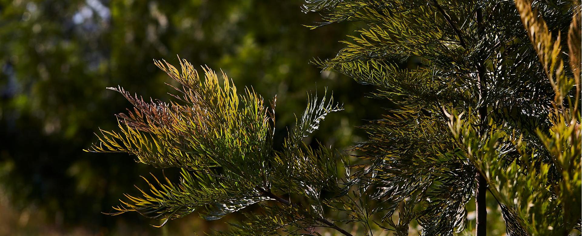 Plant Seed Store 9 Plant Seed Store -Plant Seed Store pexels nikgr 34354208